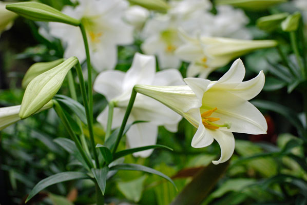 Easter lilies