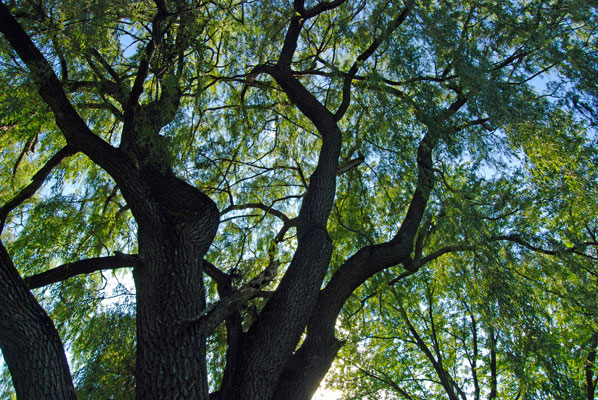 a willow tree in Carruthers Memorial Conservation Area near Creemore, Ontario