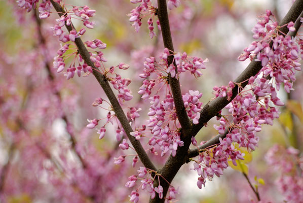 delicate pink redbud blossoms along thin boughs