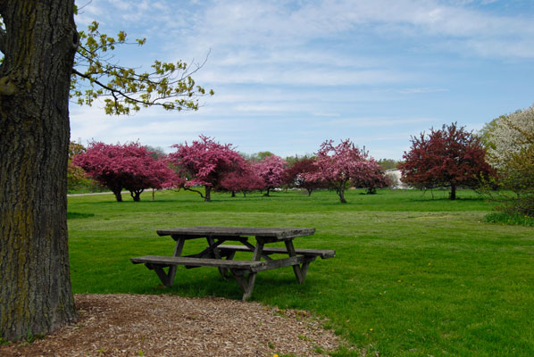 a picnic table on a green lawn with a backdrop of rich majenta crabapple trees