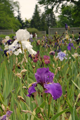 a bed of iris in various colours