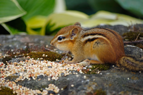 a chipmunk filling its cheeks with bird seed
