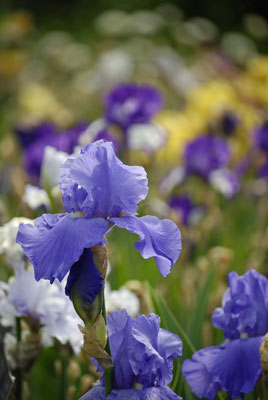 close-up of blue iris