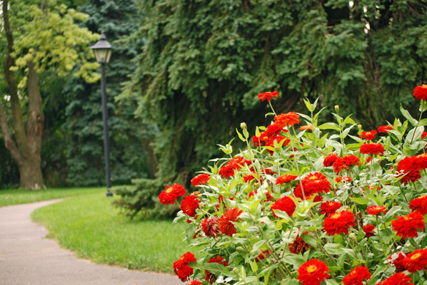 a paved walkway curves between trees behind a bright display of red flowers