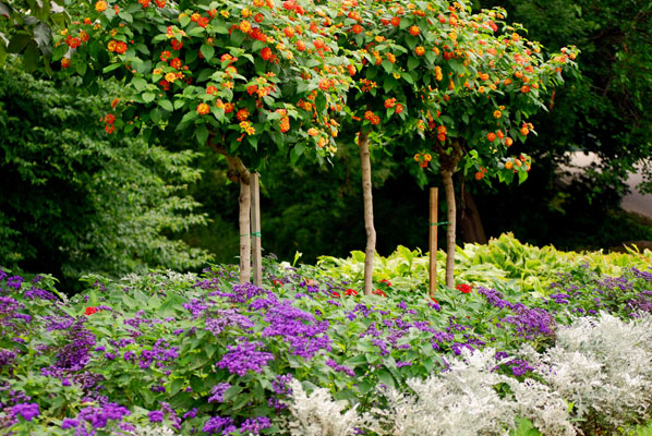 a pretty display of colourful flowers and variegated foliage