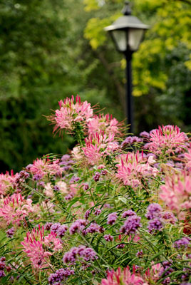 close-up of colourful flowers in Rosetta McClain Gardens