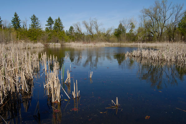 a view across one of the ponds of Terra Cotta Conservation Area